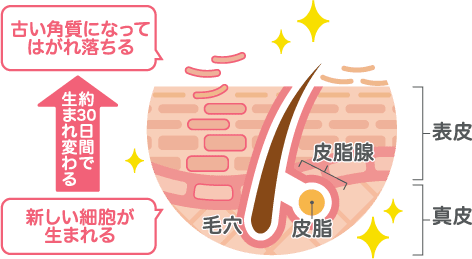 古い角質になってはがれ落ちる 約30日間で生まれ変わる 新しい細胞が生まれる